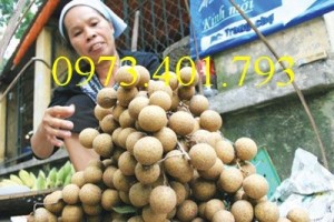 Giống cây nhãn chiết sớm quả to Indo, nhãn indo, cây nhãn ido, cây nhãn, nhãn. kĩ thuật trồng nhãn