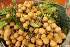 Giống cây nhãn muộn Hưng Yên, cây nhãn Hưng Yên, nhãn Hưng Yên, nhãn muộn, cây nhãn muộn