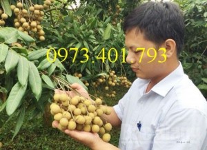 Chuyên cung cấp cây giống nhãn miền Hà Tây giá rẻ