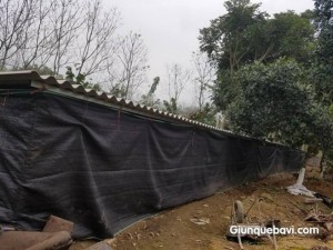 Trại giun quế giống