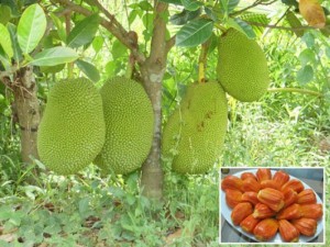 Cây giống mít ruột đỏ, chuẩn giống, số lượng lớn, giao cây toàn quốc.