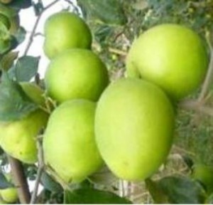 Cây giống táo đại, số lượng lớn, giao cây toàn quốc.