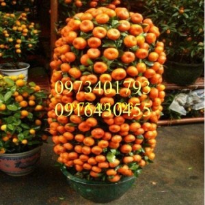 Giống cây quất chua, quất chua, cây quất chua, kỹ thuật trồng quất chua