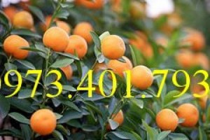 Giống cây quất chua, quất chua, cây quất chua, kỹ thuật trồng quất chua