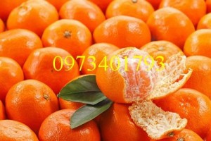 Giống cây quýt đường, quýt đường, cây quýt đường, kĩ thuật trồng cây quýt