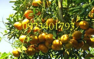 Giống cây quýt đường thái, quýt đường thái, cây quýt đường thái, cây quýt, quýt đường, kĩ thuật trồng cây quýt đường thái