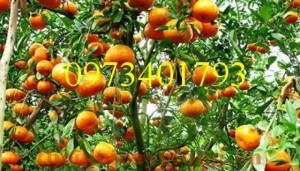 Giống cây quýt đường thái, quýt đường thái, cây quýt đường thái, cây quýt, quýt đường, kĩ thuật trồng cây quýt đường thái