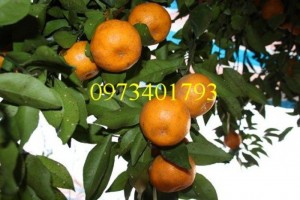 Giống cây quýt đường thái, quýt đường thái, cây quýt đường thái, cây quýt, quýt đường, kĩ thuật trồng cây quýt đường thái