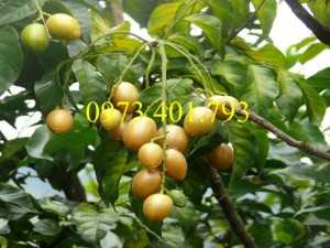 Cây giống Quất Hồng Bì uy tín