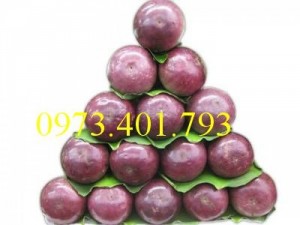 Giống cây vú sữa , vú sữa, cây vú sữa , vú sữa, cây vú sữa, kĩ thuật trồng cây vú sữa