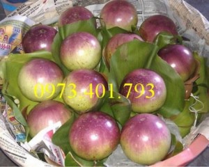 Giống cây vú sữa , vú sữa, cây vú sữa , vú sữa, cây vú sữa, kĩ thuật trồng cây vú sữa