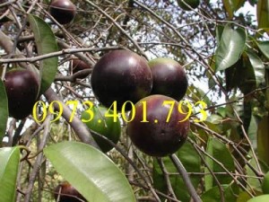 Giống cây vú sữa , vú sữa, cây vú sữa , vú sữa, cây vú sữa, kĩ thuật trồng cây vú sữa