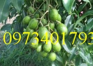 Giống cây cóc thái, cóc thái, cây cóc thái, cây cóc, kĩ thuật trồng cây cóc thái