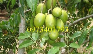 Giống cây cóc thái, cóc thái, cây cóc thái, cây cóc, kĩ thuật trồng cây cóc thái