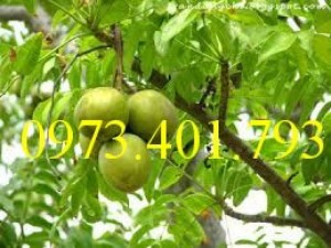 Giống cây cóc thái, cóc thái, cây cóc thái, cây cóc, kĩ thuật trồng cây cóc thái
