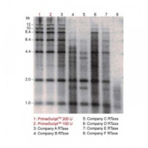 SuPrimeScript Reverse Transcriptase