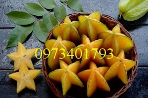Giống cây khế chua, khế chua, kĩ thuật trồng khế chua, cây khế