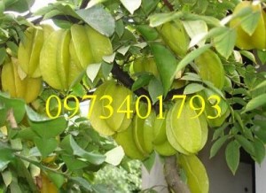 Giống cây khế chua, khế chua, kĩ thuật trồng khế chua, cây khế