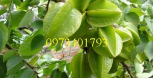 Giống cây khế chua, khế chua, kĩ thuật trồng khế chua, cây khế