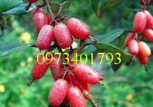 Giống cây nhót ngọt, nhót ngọt, cây nhót ngọt, cây nhót, kĩ thuật trồng cây nhót ngọt