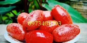 Cây Giống Nhót ngọt