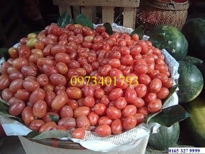 Giống cây nhót ngọt, nhót ngọt, cây nhót ngọt, cây nhót, kĩ thuật trồng cây nhót ngọt