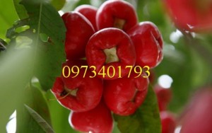 Cây Giống Roi đỏ giá rẻ , chất lượng