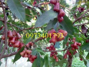 Cây Giống Roi đỏ giá rẻ , chất lượng