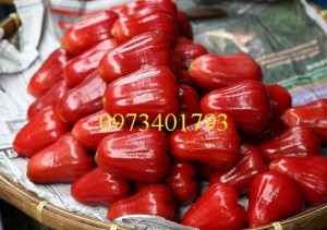 Cây Giống Roi đỏ giá rẻ , chất lượng