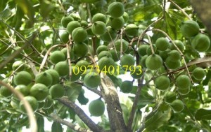Giống Cây Mắc Ca cây ghép giá rẻ, chất lượng