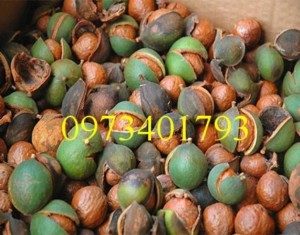 Giống Cây Mắc Ca cây ghép giá rẻ, chất lượng