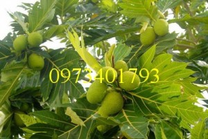 Giống Cây Sake ghép giá rẻ, chất lượng
