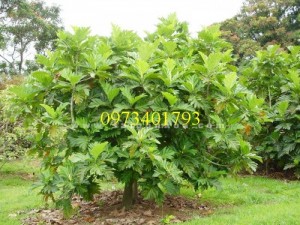 Giống Cây Sake ghép giá rẻ, chất lượng