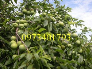 Giống cây mận hậu giá rẻ, chất lượng