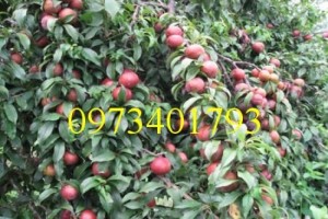 Giống cây mận hậu giá rẻ, chất lượng
