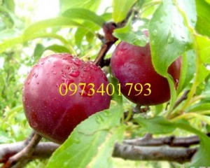 Giống cây mận hậu giá rẻ, chất lượng