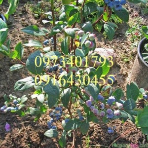 Giống Cây Việt Quất, Việt Quất, Cây Việt Quất, Kĩ Thuật Trồng Cây Việt Quất