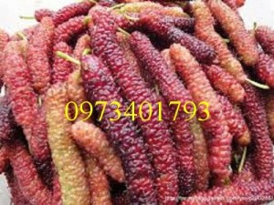 Giống Cây Dâu Quả Dài Đài Loan, Dâu Quả Dài Đài Loan, Cây Dâu Quả Dài, Kĩ Thuật Trồng Dâu Quả Dài Đài Loan