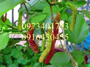 Giống Cây Dâu Quả Dài Đài Loan, Dâu Quả Dài Đài Loan, Cây Dâu Quả Dài, Kĩ Thuật Trồng Dâu Quả Dài Đài Loan