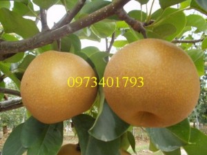 Giống cây Lê nâu (Mắc Cọp) giá rẻ, chất lượng