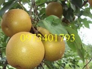 Giống cây Lê nâu (Mắc Cọp) giá rẻ, chất lượng