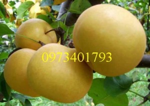 Giống cây Lê nâu (Mắc Cọp) giá rẻ, chất lượng