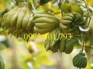 Cây Giống phật thủ giá rẻ