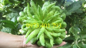 Cây Giống phật thủ giá rẻ