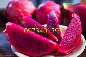 Cây Giống Thanh long ruột đỏ giá rẻ