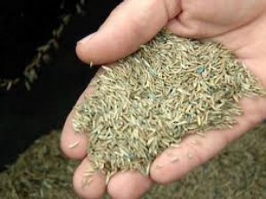 Cung cấp hạt giống cỏ ghinê, cỏ sả, cỏ chăn nuôi, số lượng lớn, giao cây toàn quốc.
