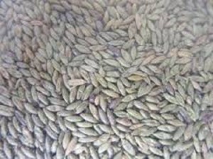 Cung cấp hạt giống cỏ ghinê, cỏ sả, cỏ chăn nuôi, số lượng lớn, giao cây toàn quốc.