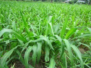 Cung cấp hạt giống cỏ ghinê, cỏ sả, cỏ chăn nuôi, số lượng lớn, giao cây toàn quốc.