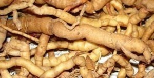 Cây giống ba kích, số lượng lớn, giao cây toàn quốc.