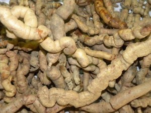 Cây giống ba kích, số lượng lớn, giao cây toàn quốc.